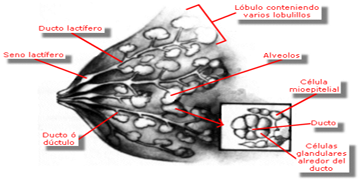 Cáncer de Mama